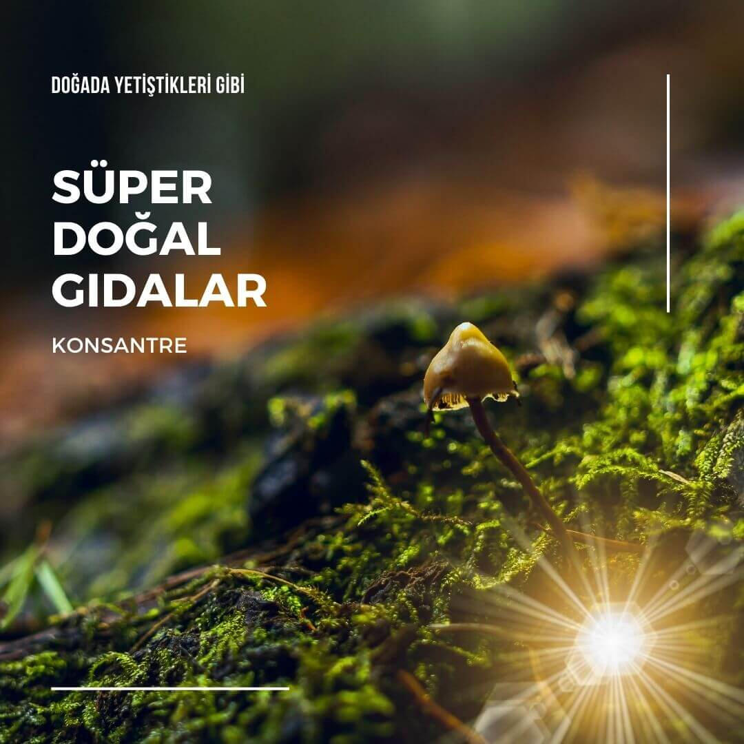 Ganoderma, spirulina, cordyceps, lions mane